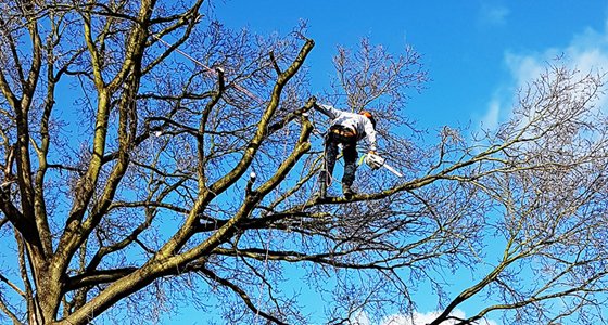 Hedge Trimming