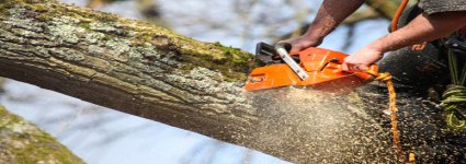 Ornamental cherry tree successfully reduced in Enfield