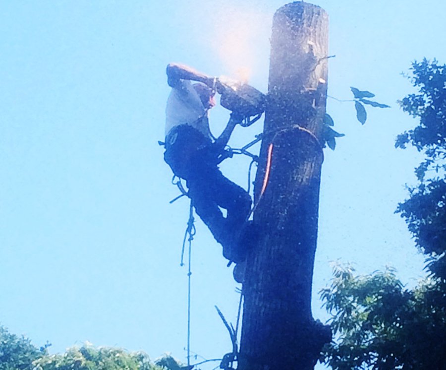 Enfield tree cutting