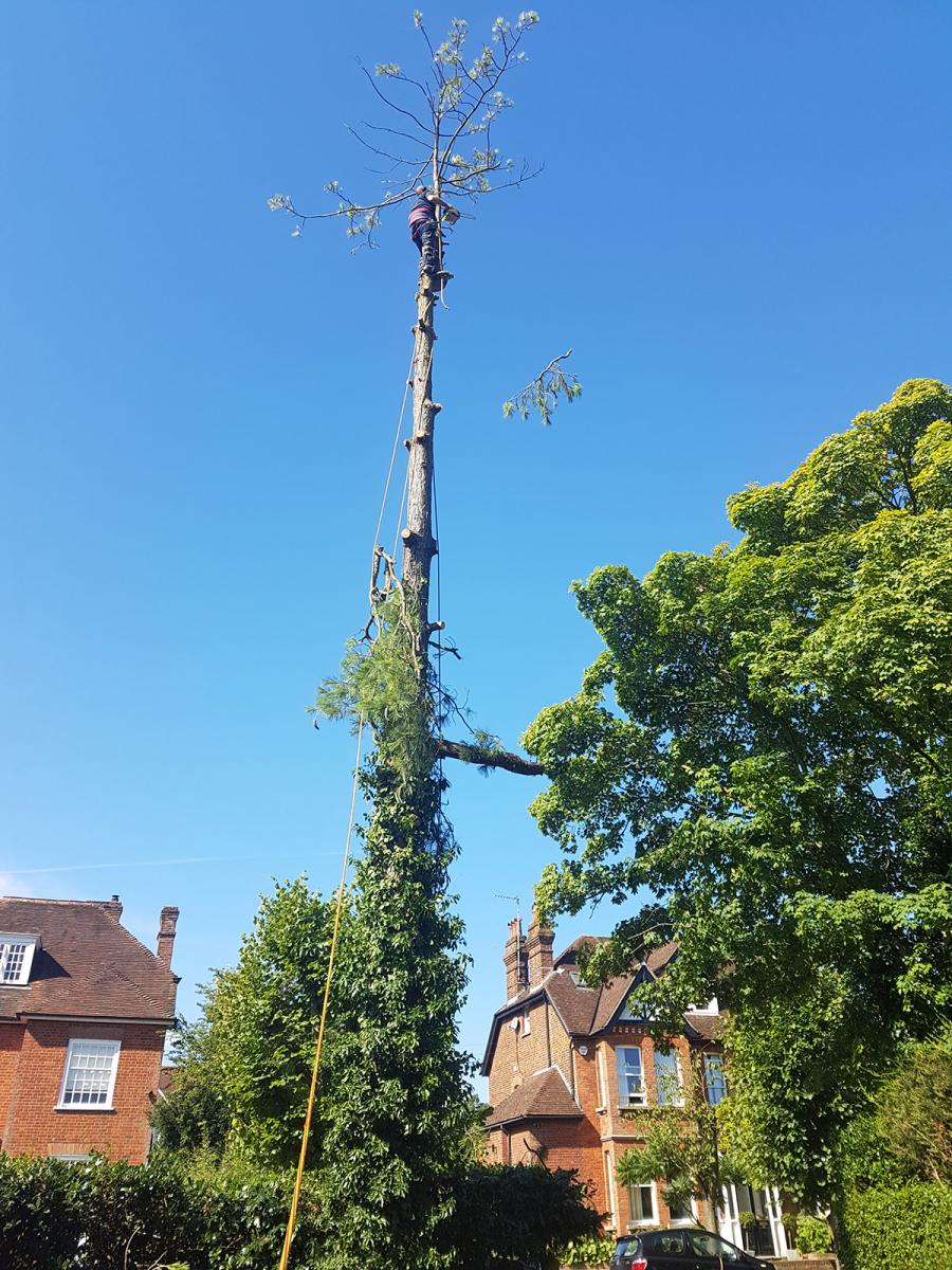 Tree Surgeon Finchley